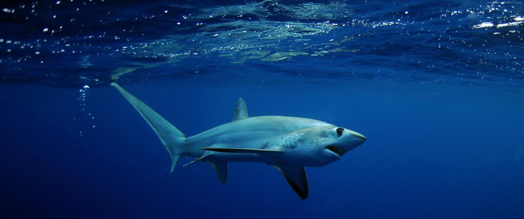 K Wallpapers Shark Underwater Best Diving Sites Wallpapers and