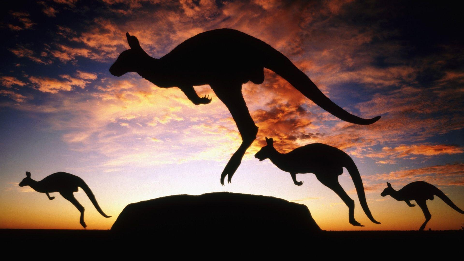 Download Australia Kangaroo Twilight Wallpapers