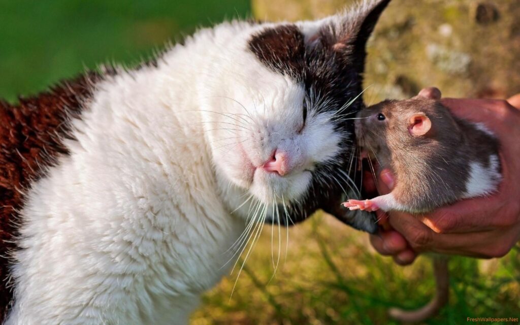 Cat cuddling with a rat wallpapers