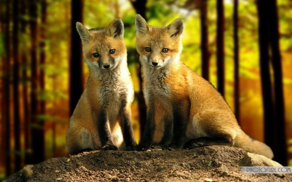 Pix For – Cute Baby Fox Wallpapers