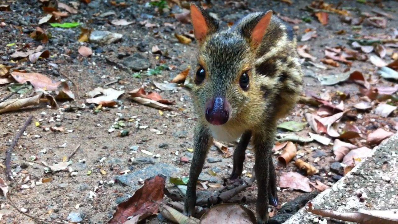 Chevrotain