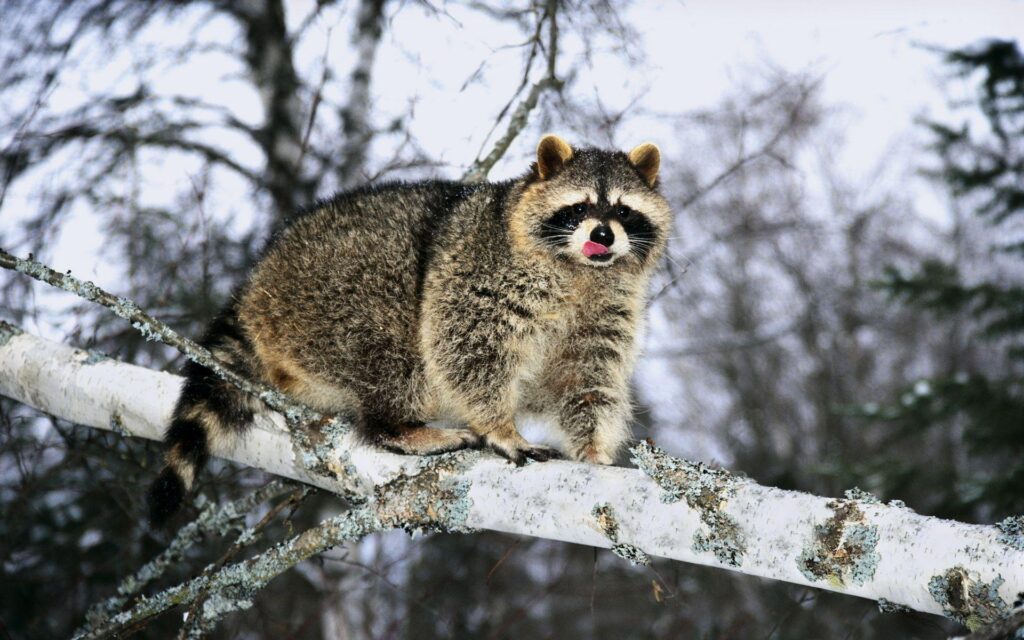 Raccoon on a tree wallpapers and Wallpaper