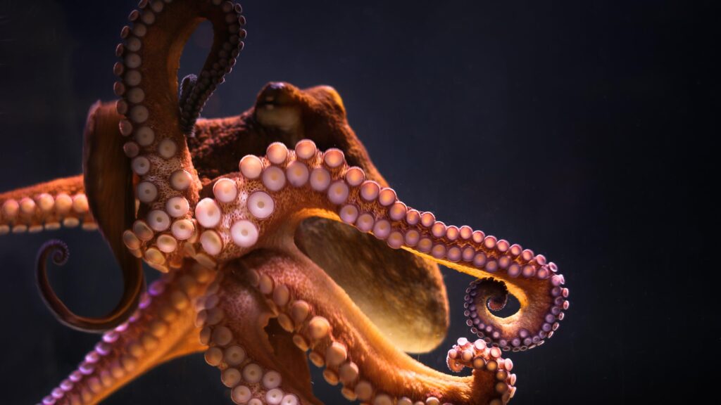 Octopus k Ultra 2K Wallpapers