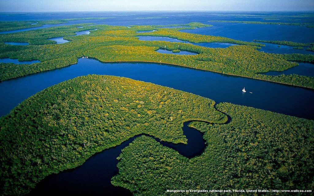 Everglades National Park’s mangrove forests