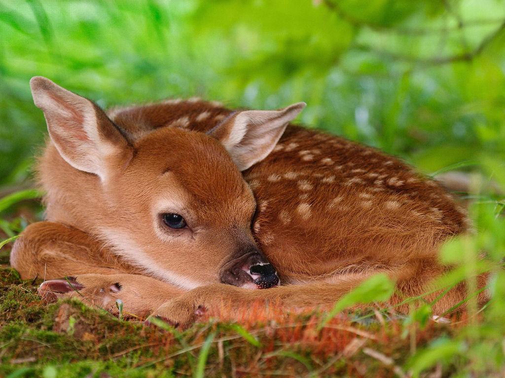Where Is Wallpaper bambi wallpapers