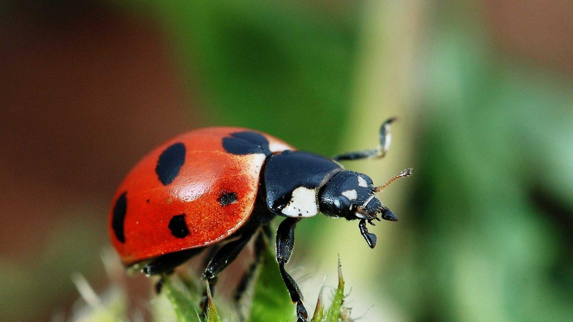 Close Up Ladybird