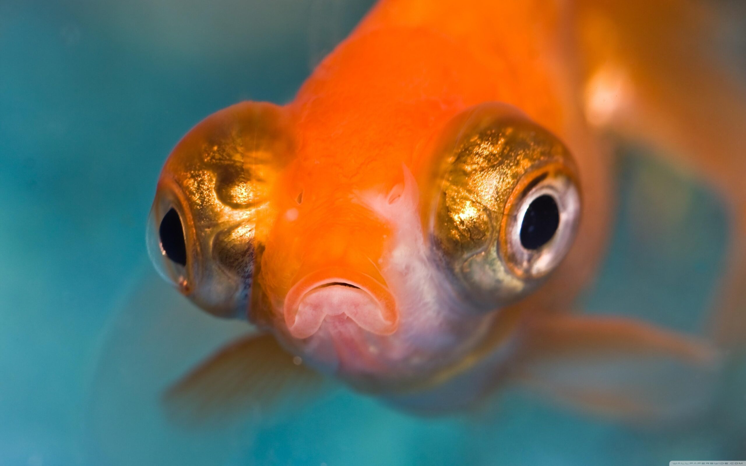 Download Amazing Telescope Goldfish Aquarium Wallpapers