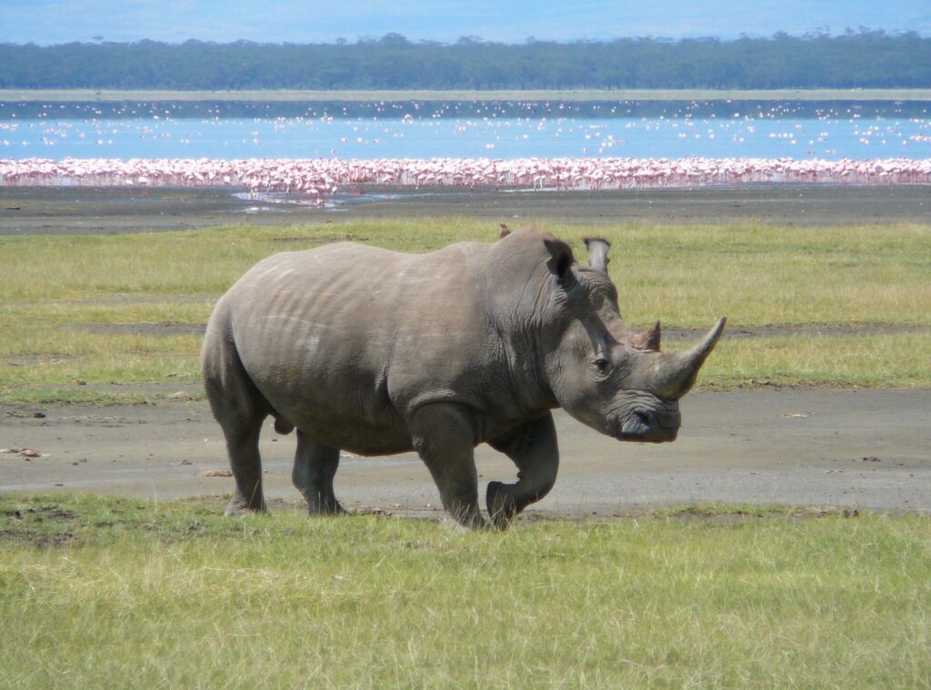 FileWhite Rhino in Lake Nakuru K