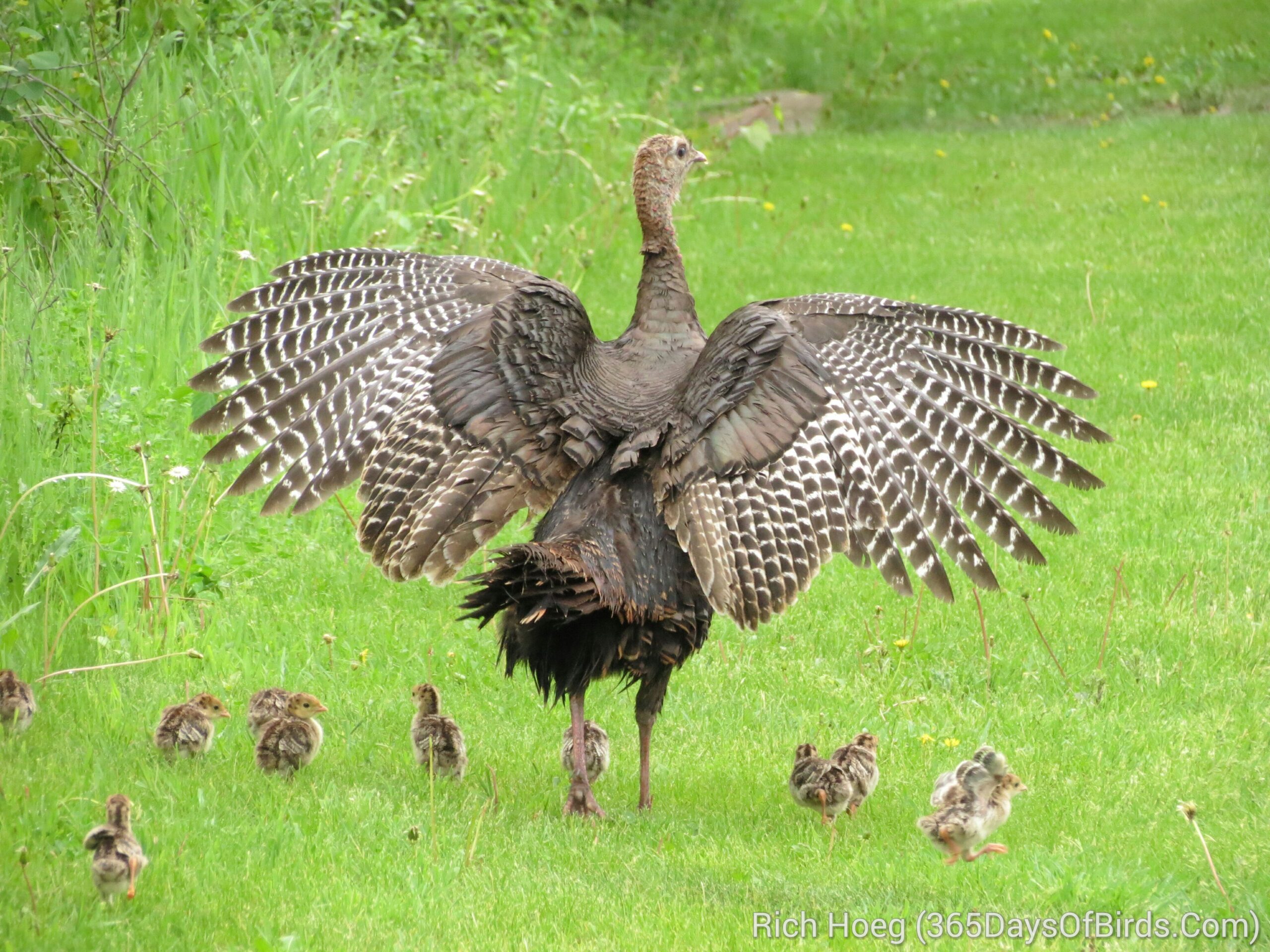 Baby turkey wallpapers