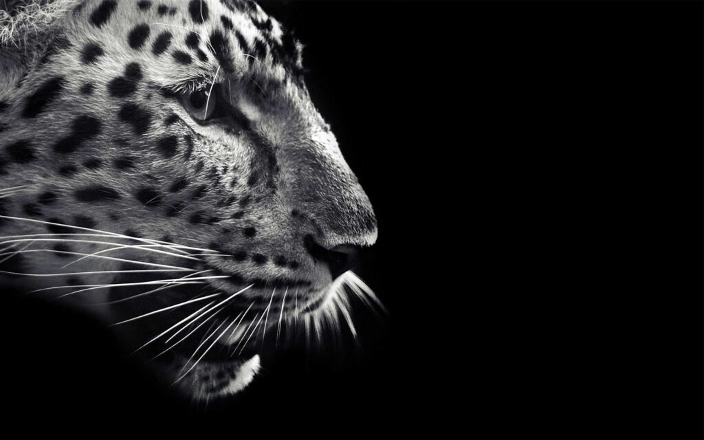 Black Jaguar Wallpapers Group