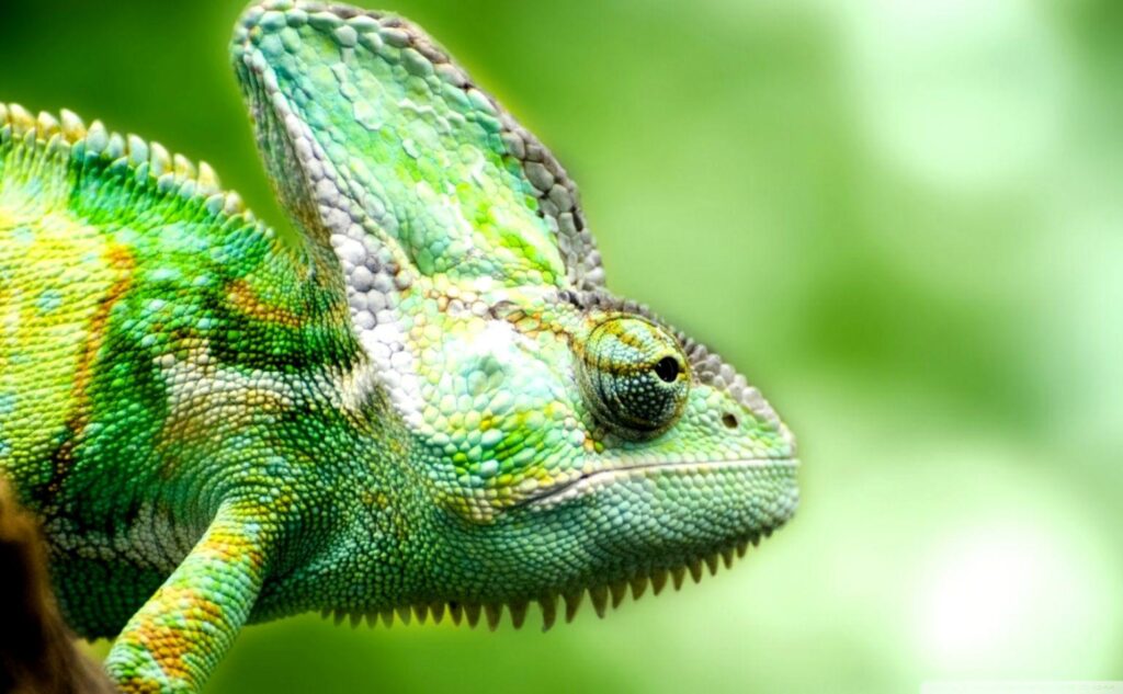 Lizard Chameleon 2K Wallpapers