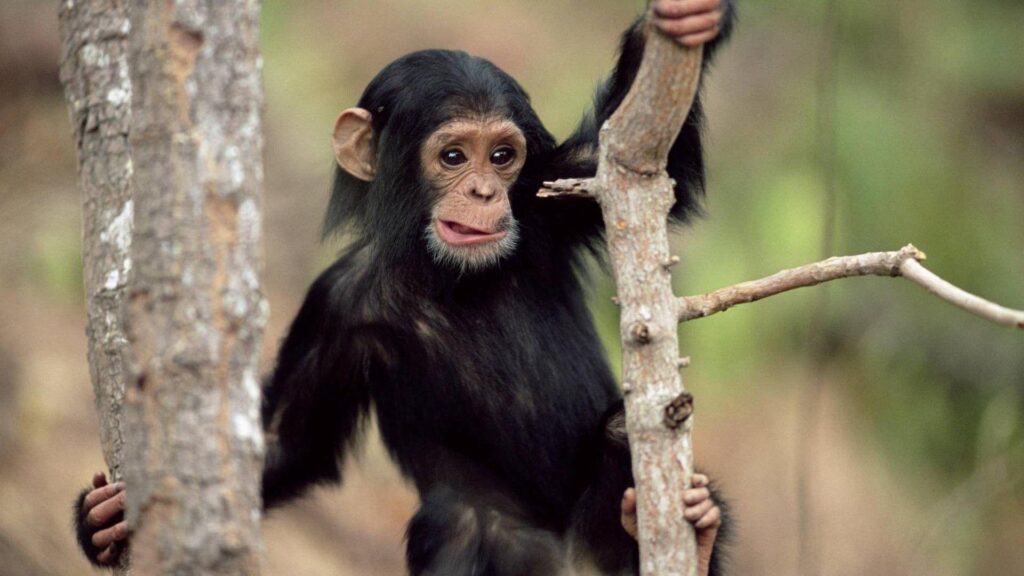 Chimpanzee Babies Wallpapers
