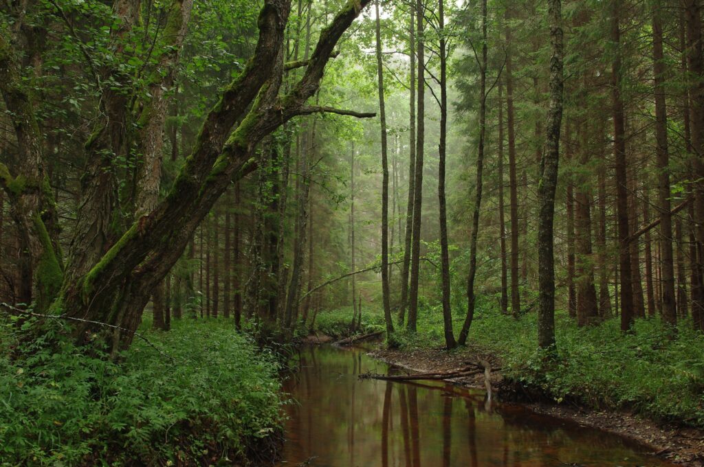 Korvemaa nature park in estonia wallpapers