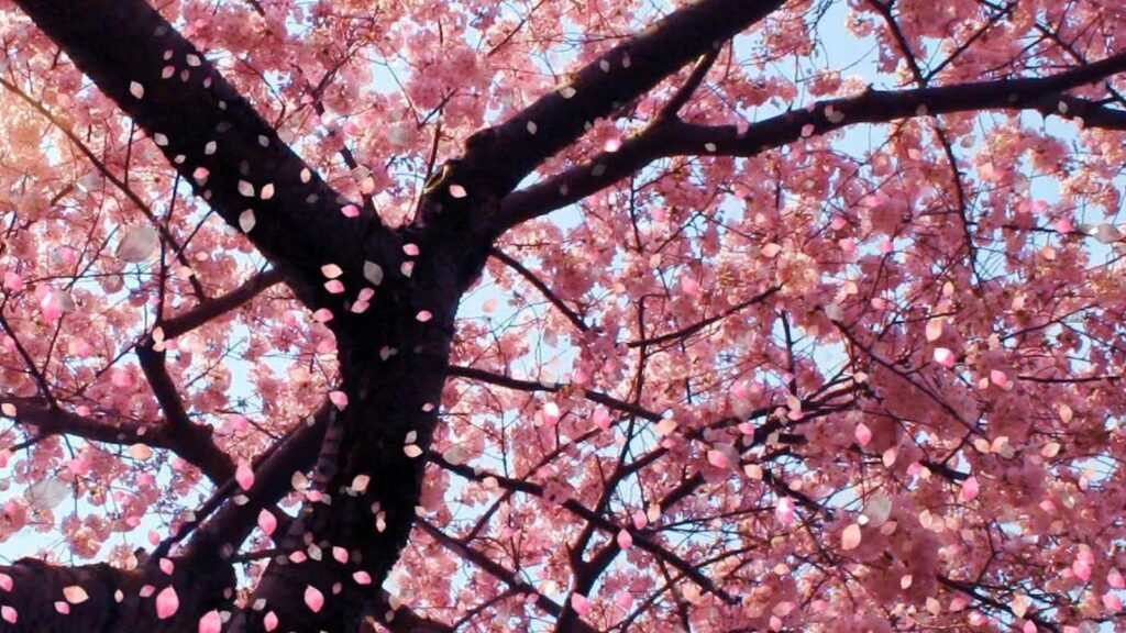 Sakura flower wallpapers Wallpaper all free download