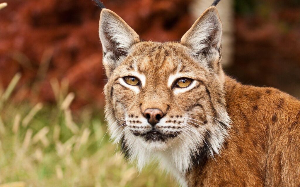 Bobcat Wallpapers Group with items