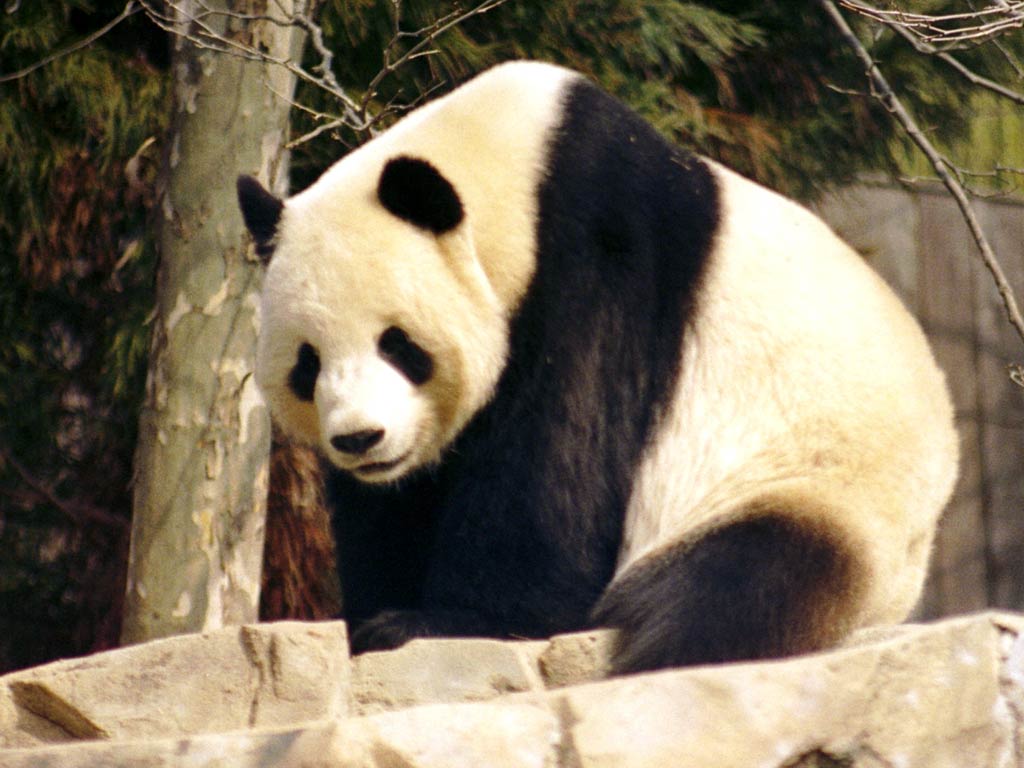 Giant Panda Wallpapers and backgrounds