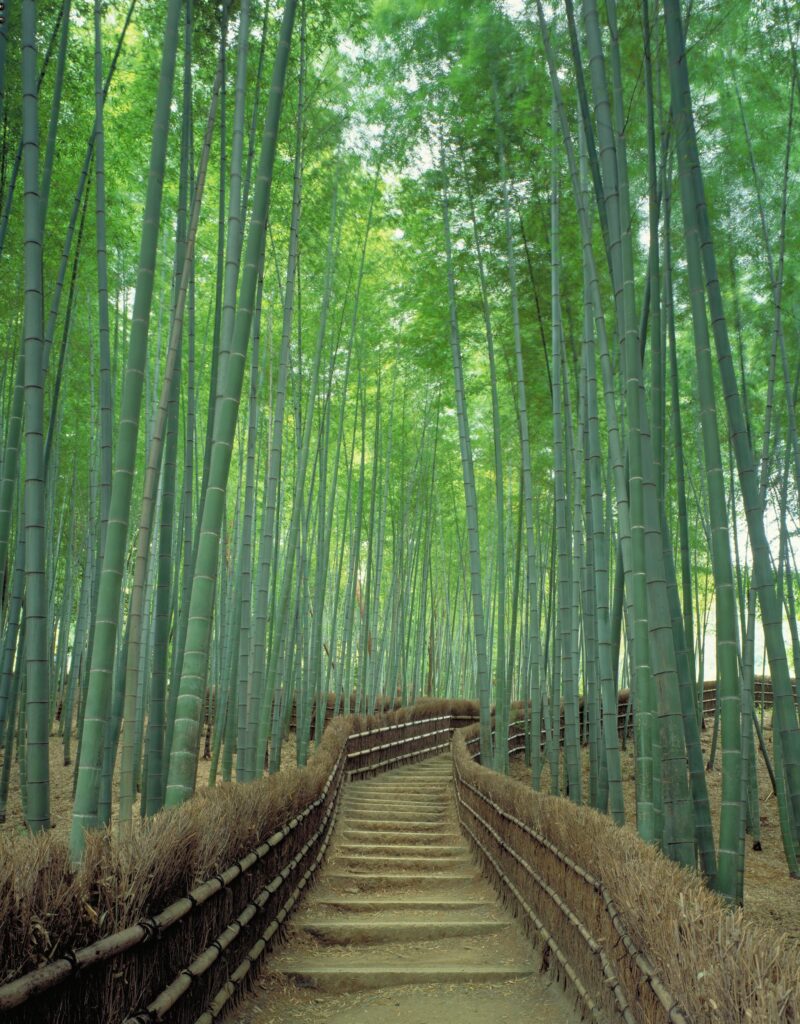 Sagano Bamboo Forest in Kyoto One of world’s prettiest groves