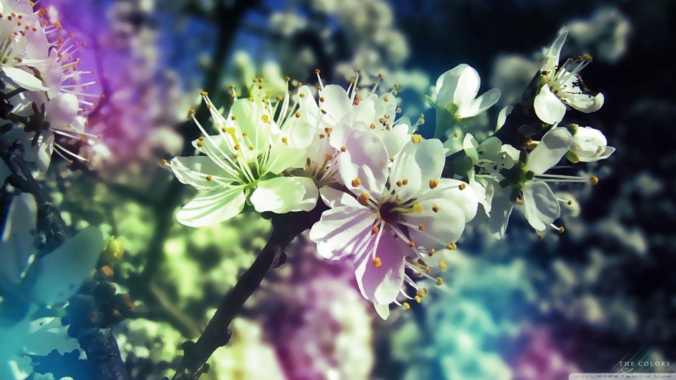 Colorful Spring 2K desk 4K wallpapers Widescreen High