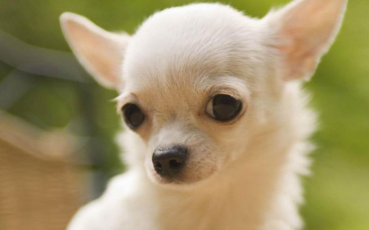 Teddybear Wallpaper Chihuahua 2K wallpapers and backgrounds photos