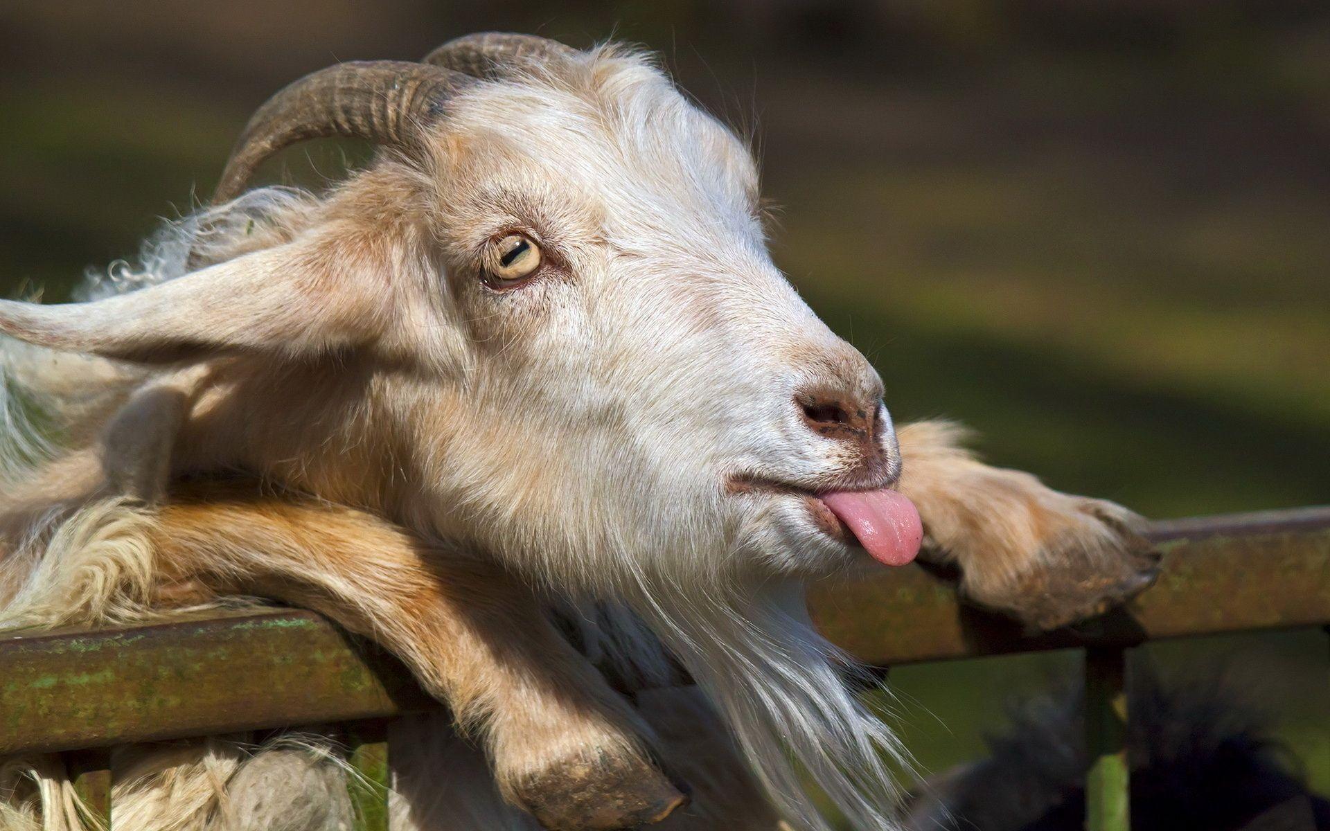 Cute Goats Wallpapers, Pictures, Wallpaper