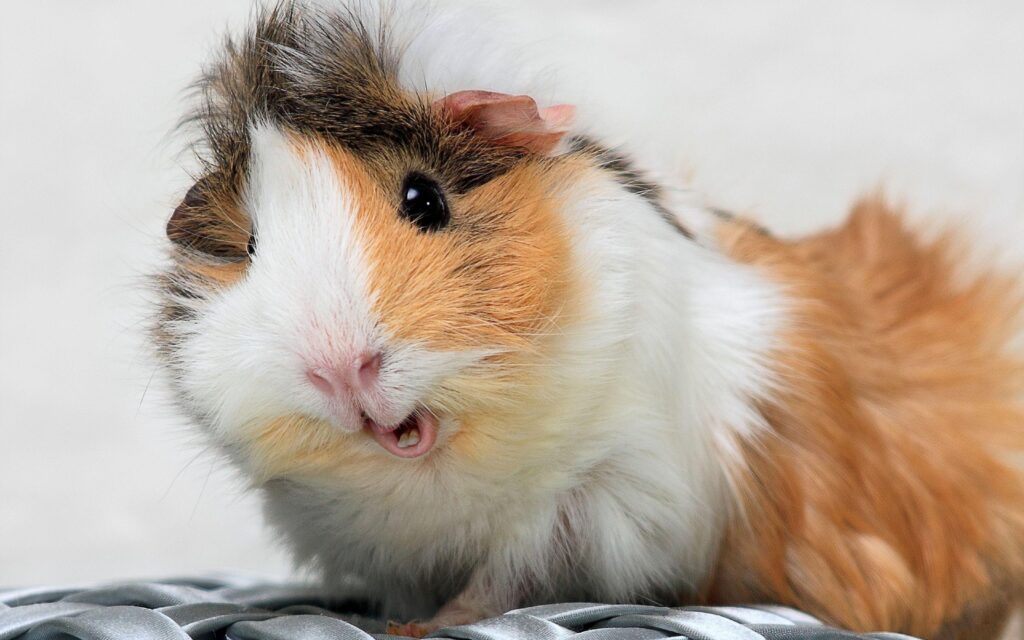K Guinea Pig Wallpapers High Quality