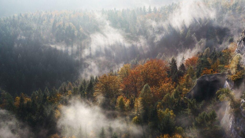 Wallpapers Forest, Fog, Trees, Woods, K, Nature,