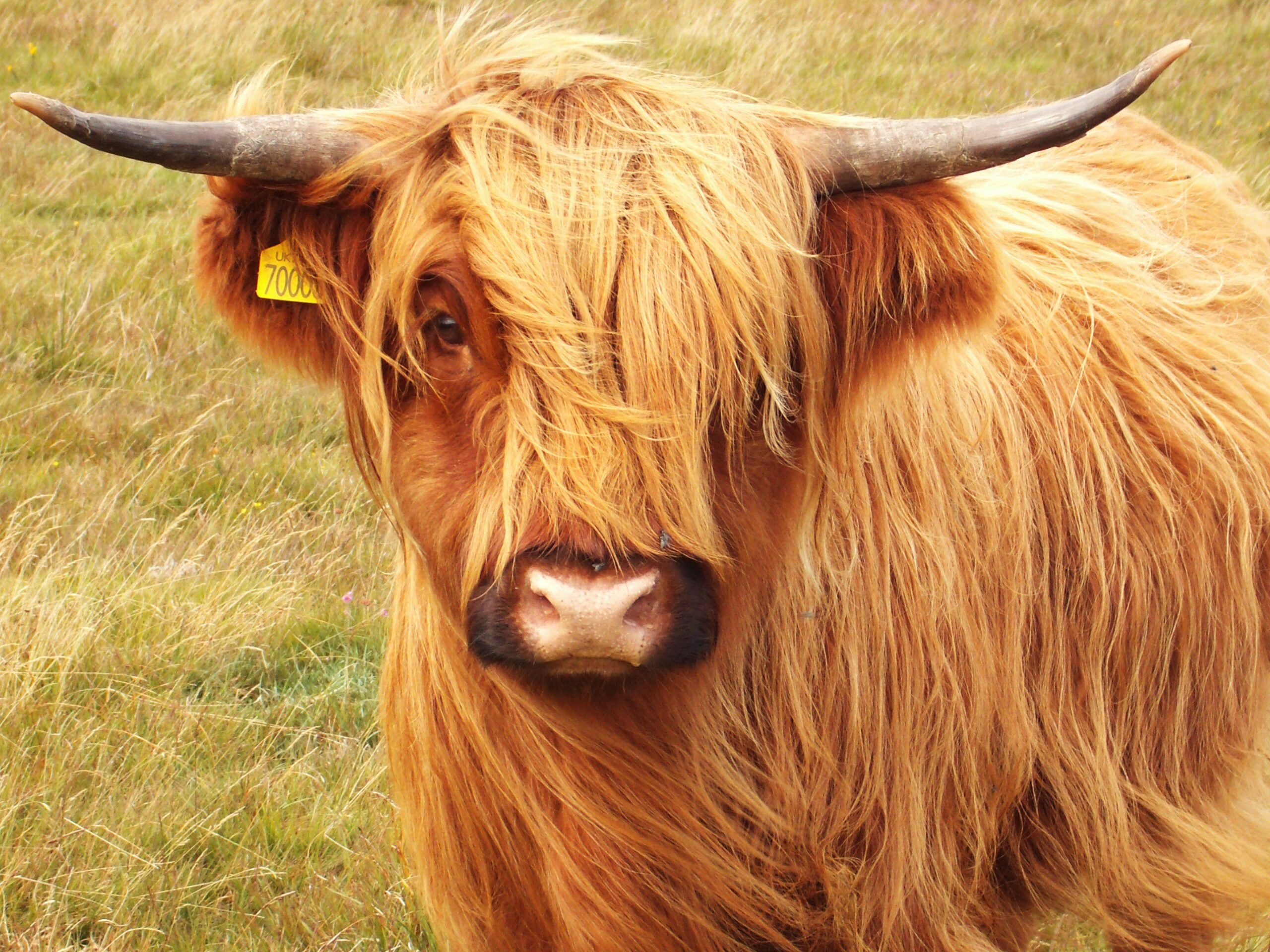 Highland Cattle Free 2K Wallpapers Wallpaper Backgrounds