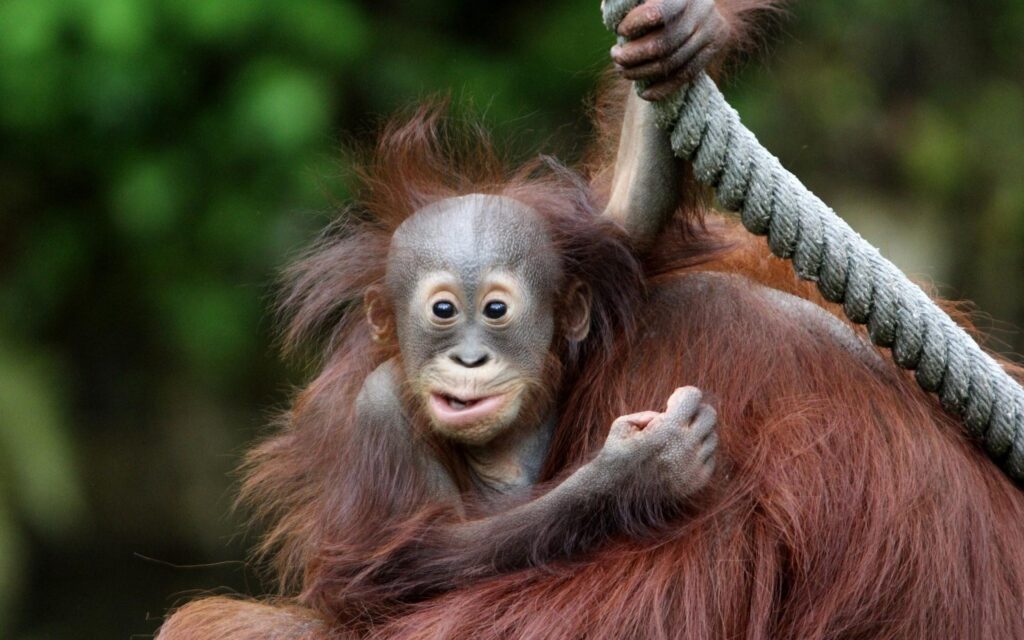 Orangutan 2K Wallpapers