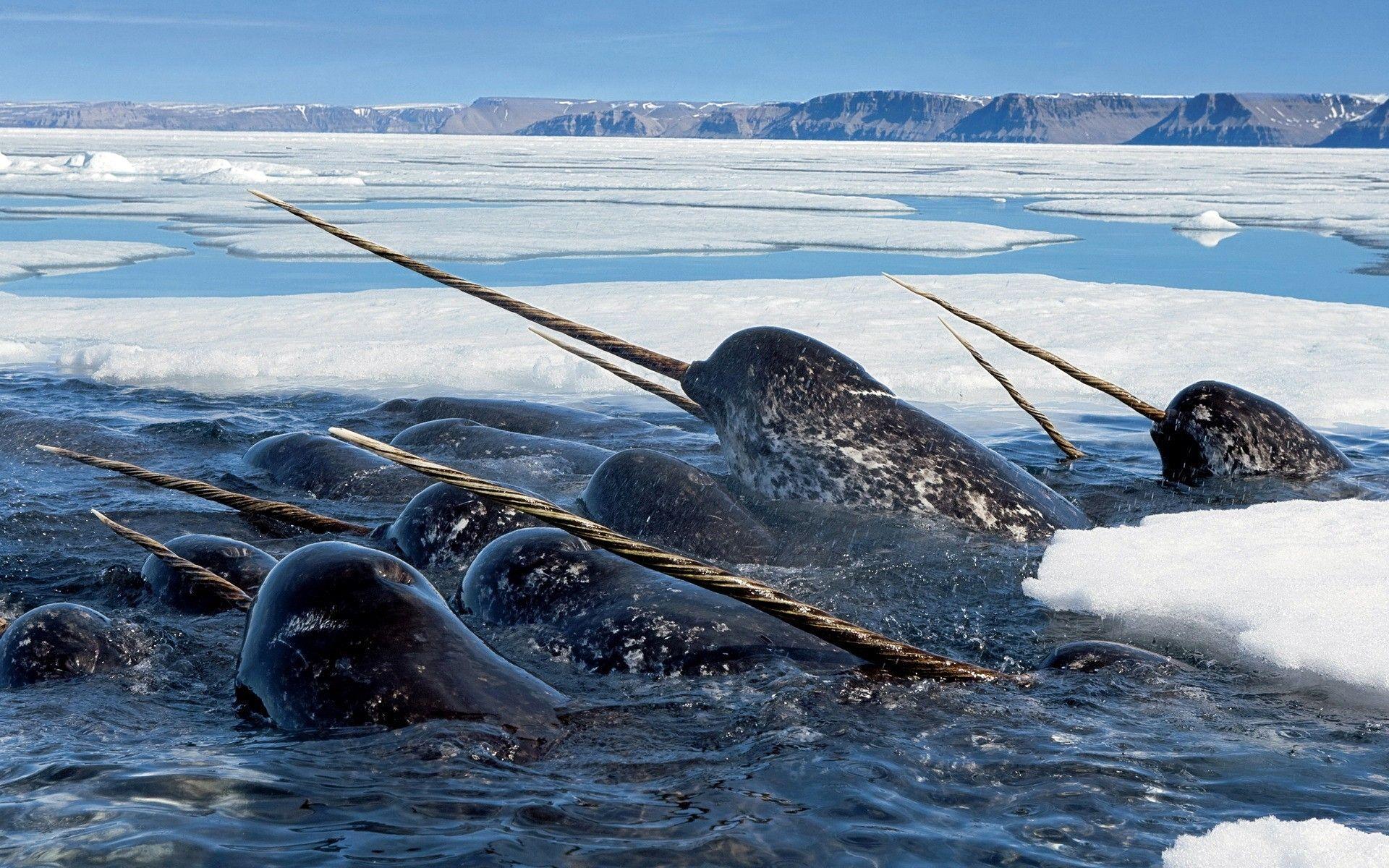 Ice narwhal wallpapers