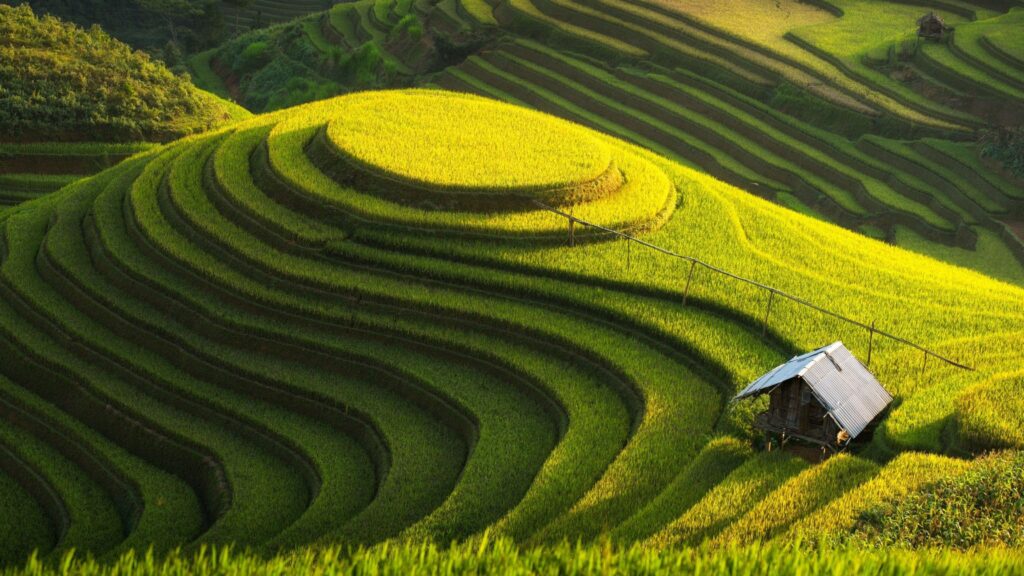 Green Farm, Vietnam Wallpapers K UHDTV Resolution