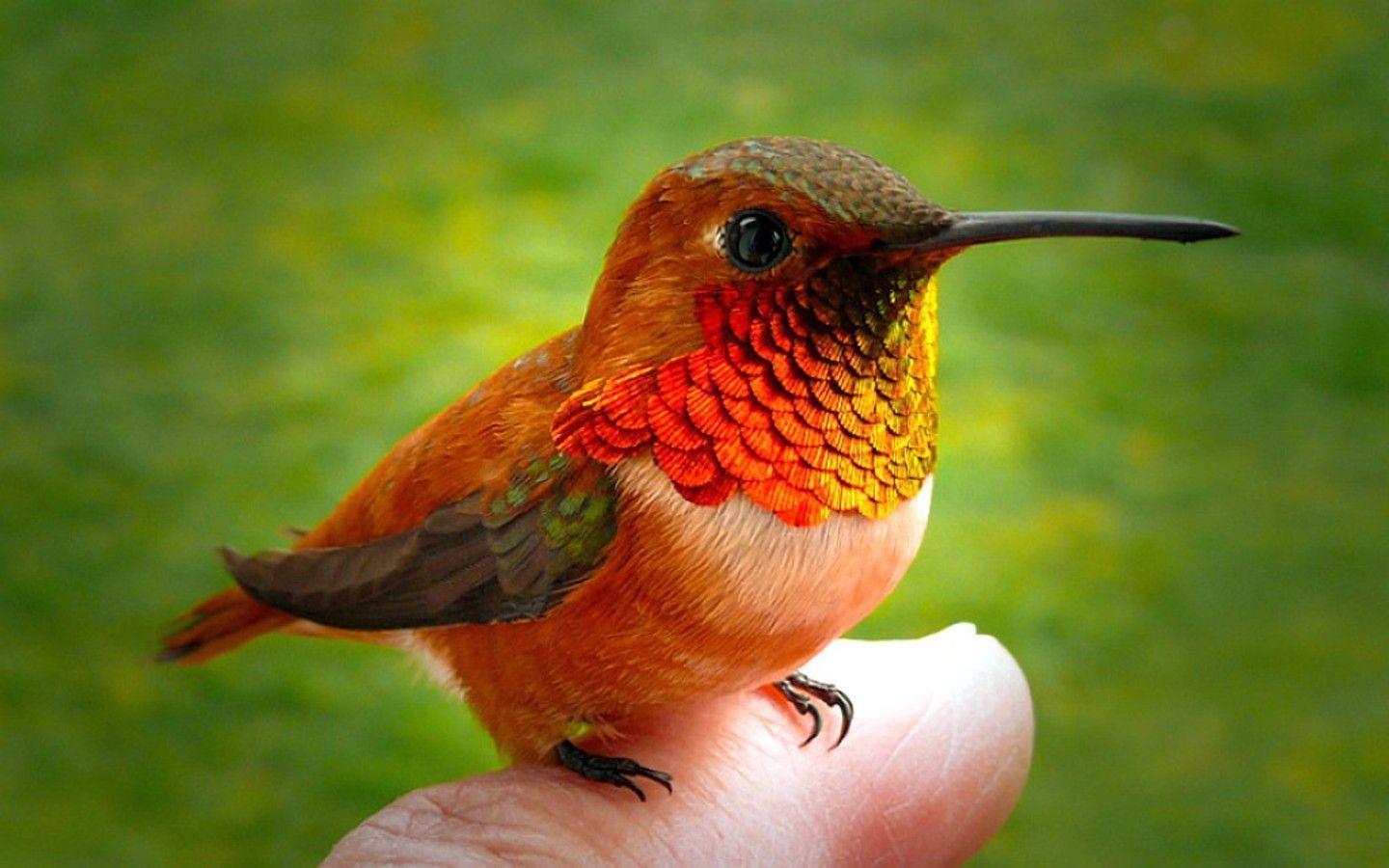 Animals For > Beautiful Hummingbird Wallpapers