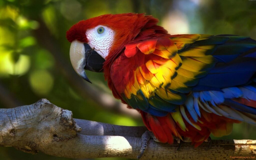 Scarlet macaw wallpapers