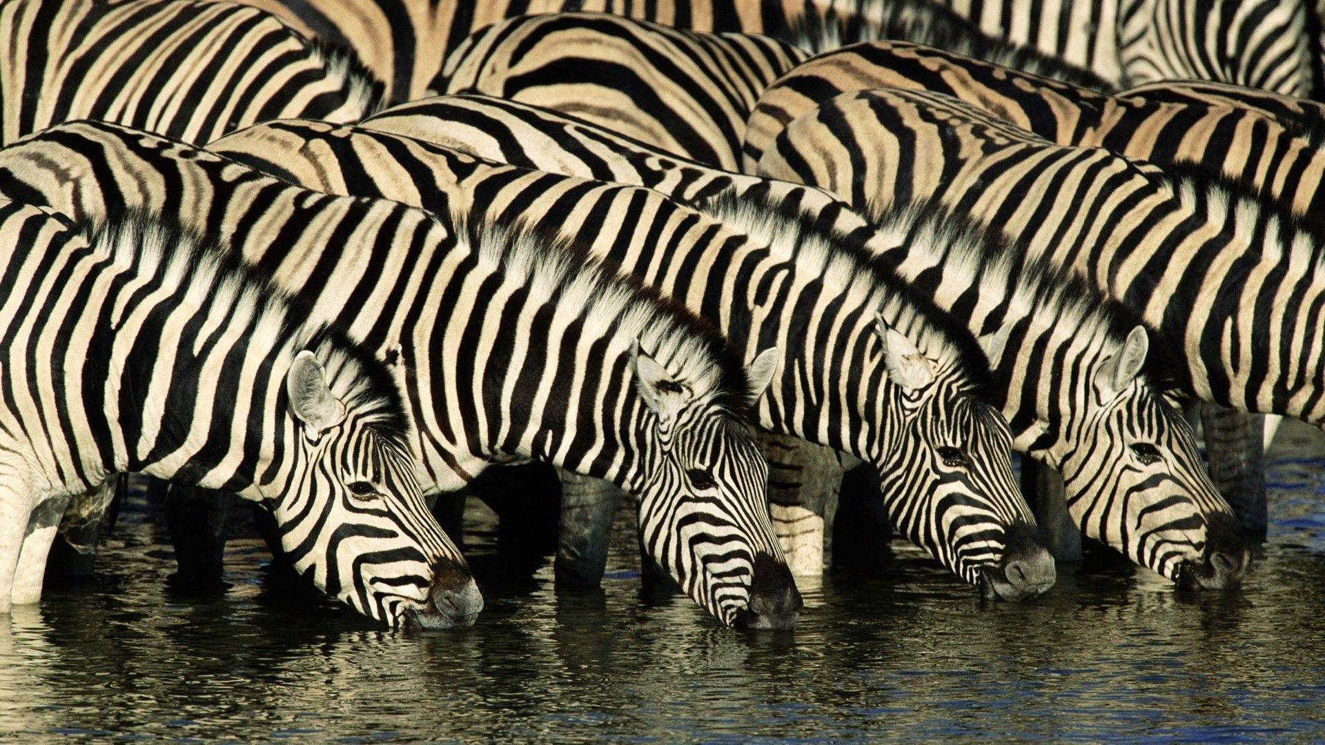 Zebra Wallpapers, Pictures, Wallpaper