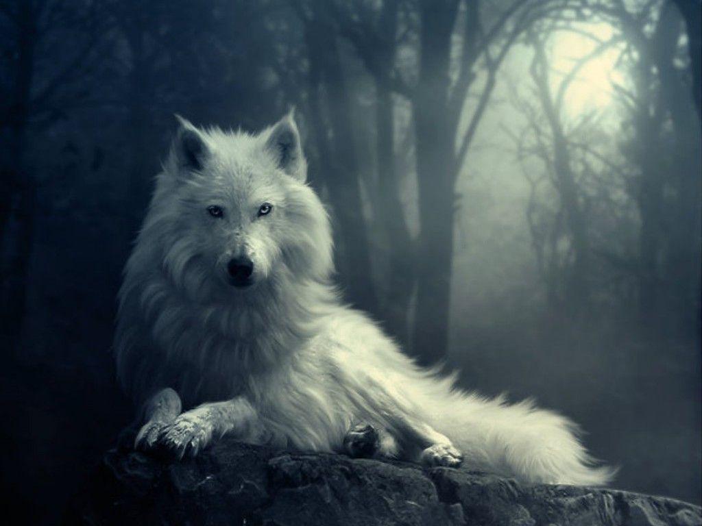 New White Wolf Wallpapers HD