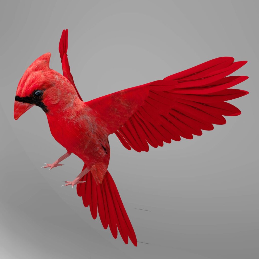 Northern Cardinal D Model