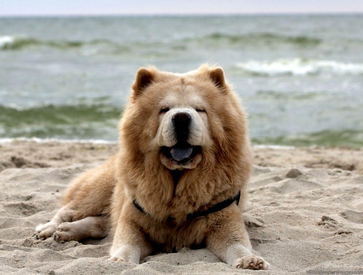 Chow Chow Puppies Widescreen Wallpapers Of High Resolution Free Dog