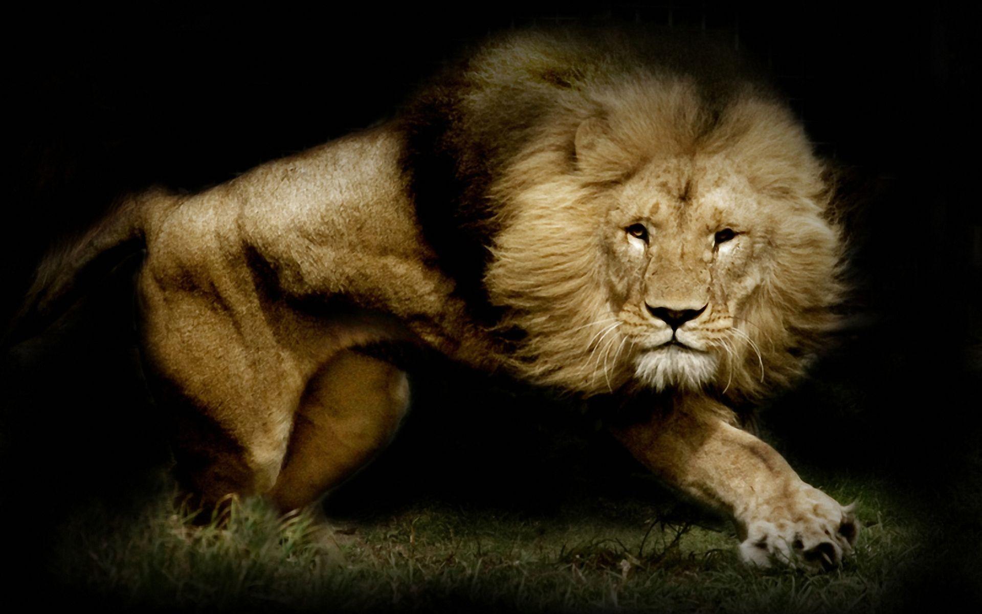 Lion Wallpapers Backgrounds