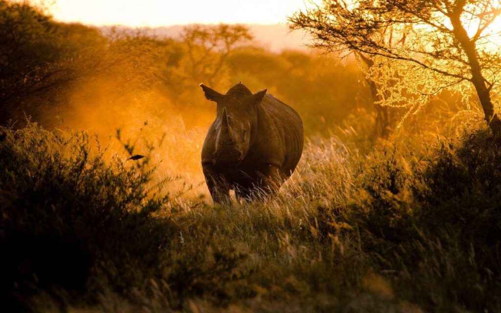 Africa Rhinoceros Running Nature 2K Wallpapers