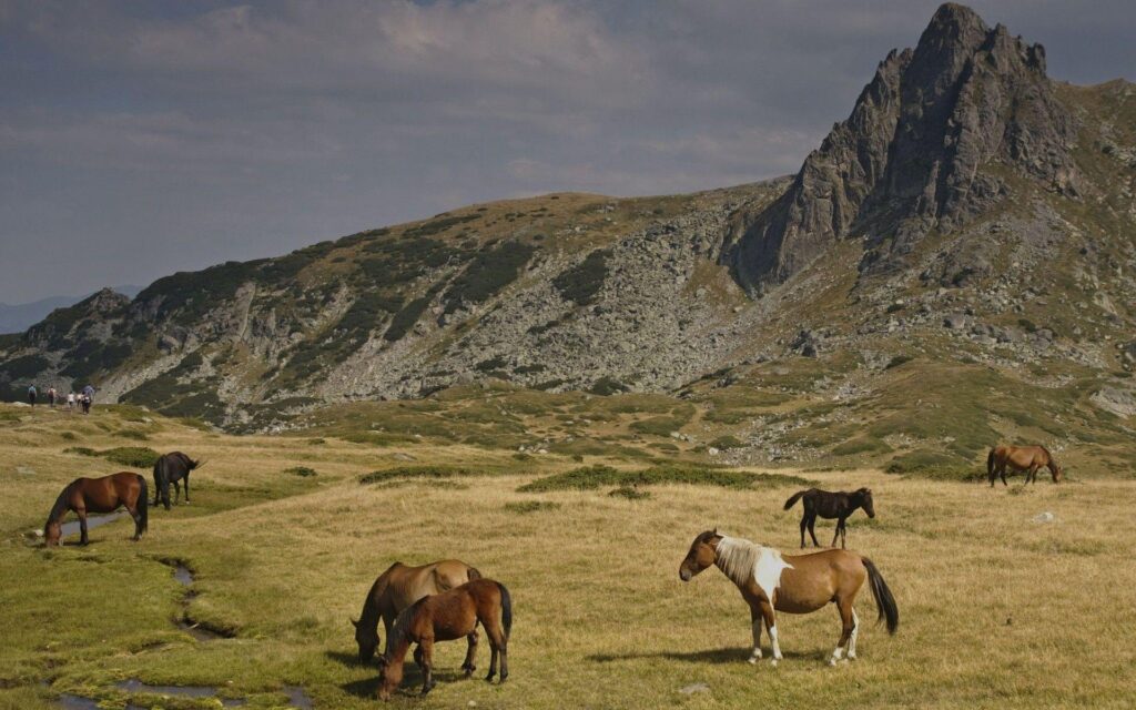 Horses Rila Mountains Bulgaria wallpapers