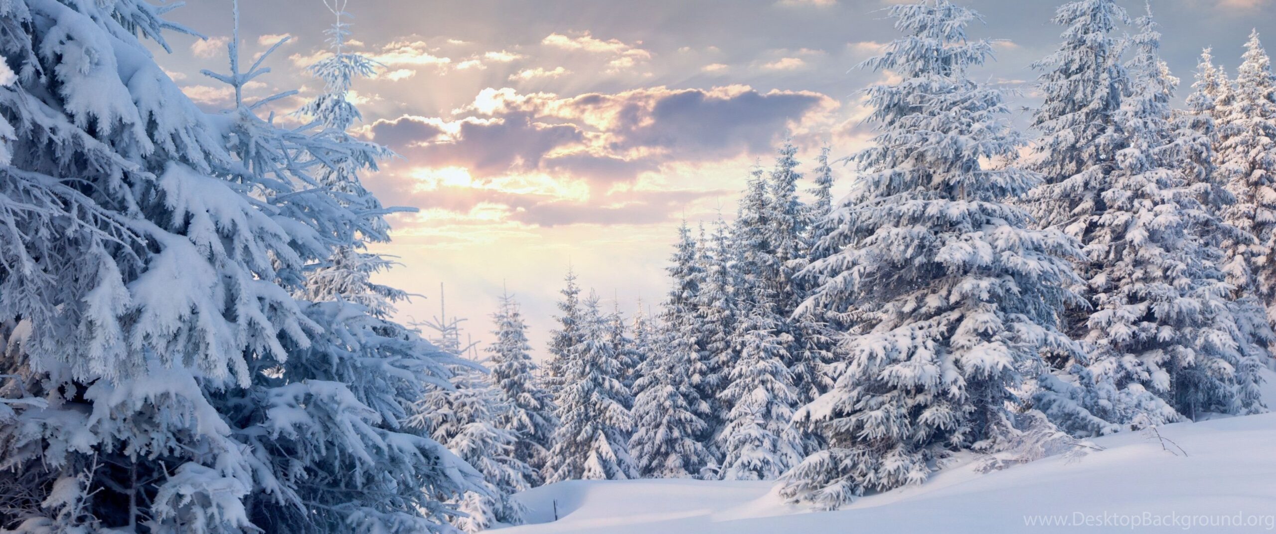 Winter Forest With Snow Wallpapers K