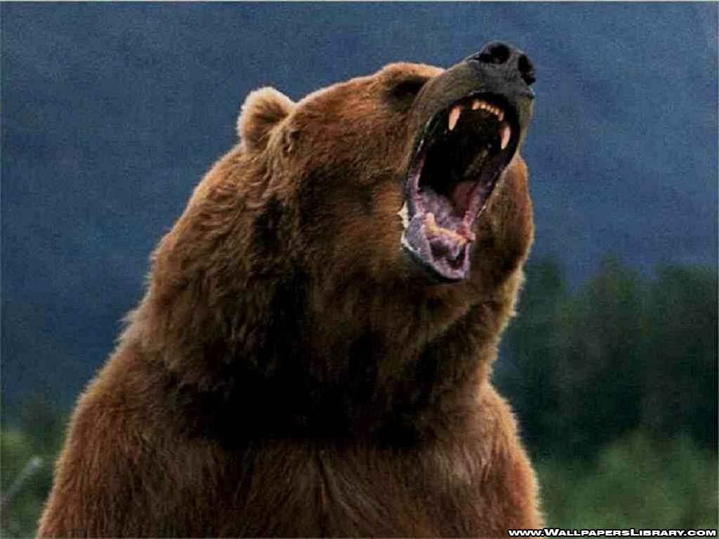 Wallpapers For – Grizzly Bear Roar Wallpapers