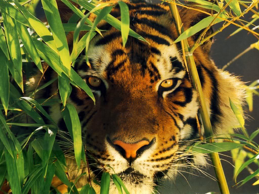 Tiger wallpapers | Wallpapers Abstract high quality