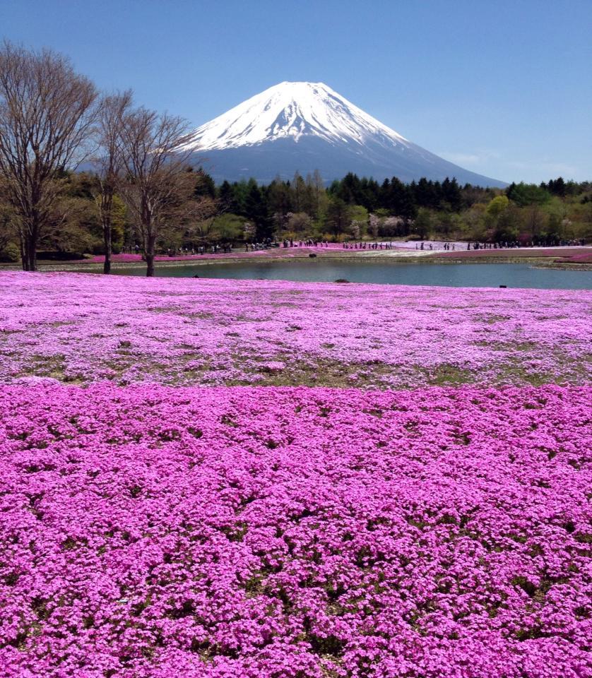 Fuji Shibazakura Festival