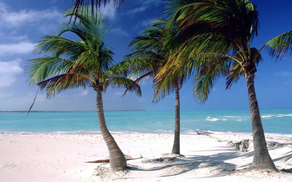 Beach Palm Tree Wallpapers