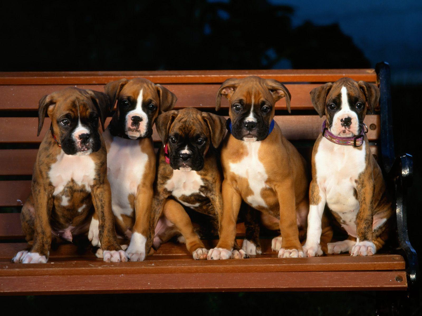Boxer Puppy Wallpapers Group