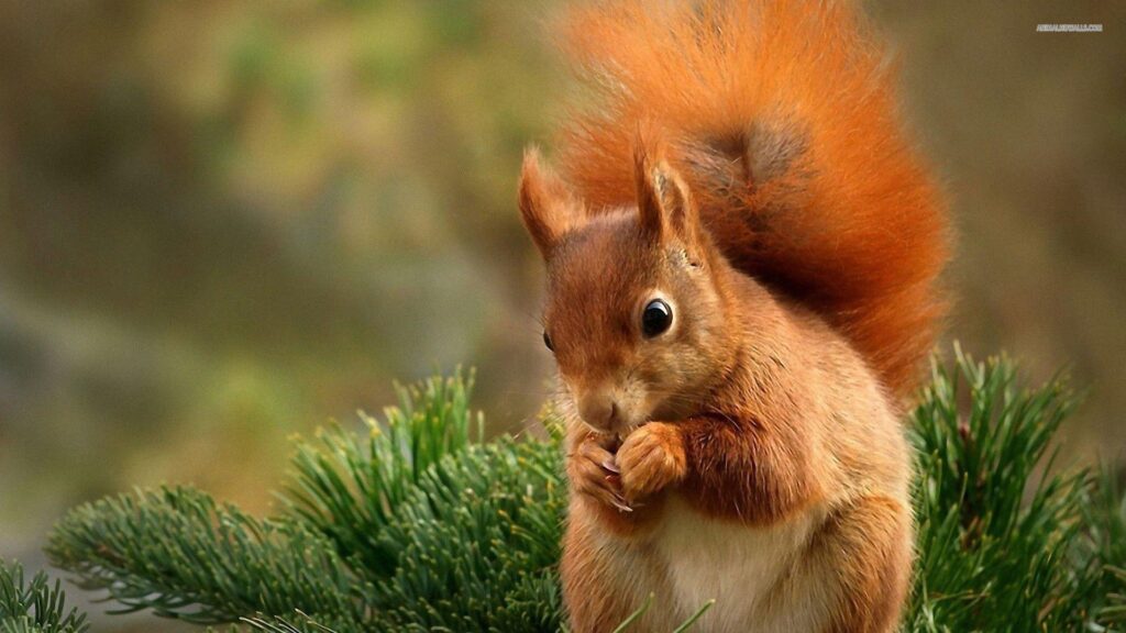 Squirrel wallpapers