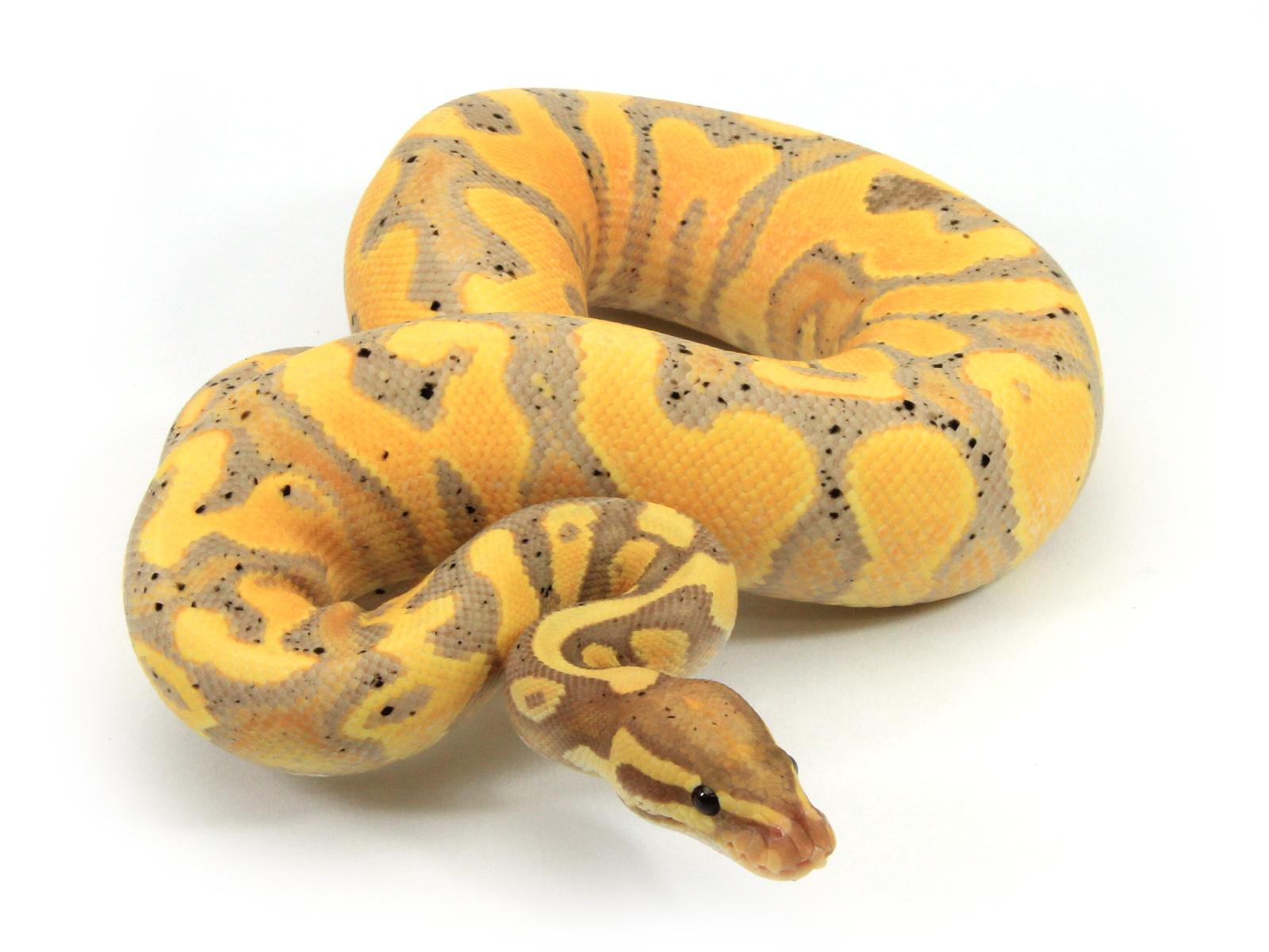 Banana Yellow Belly – Markus Jayne Ball Pythons