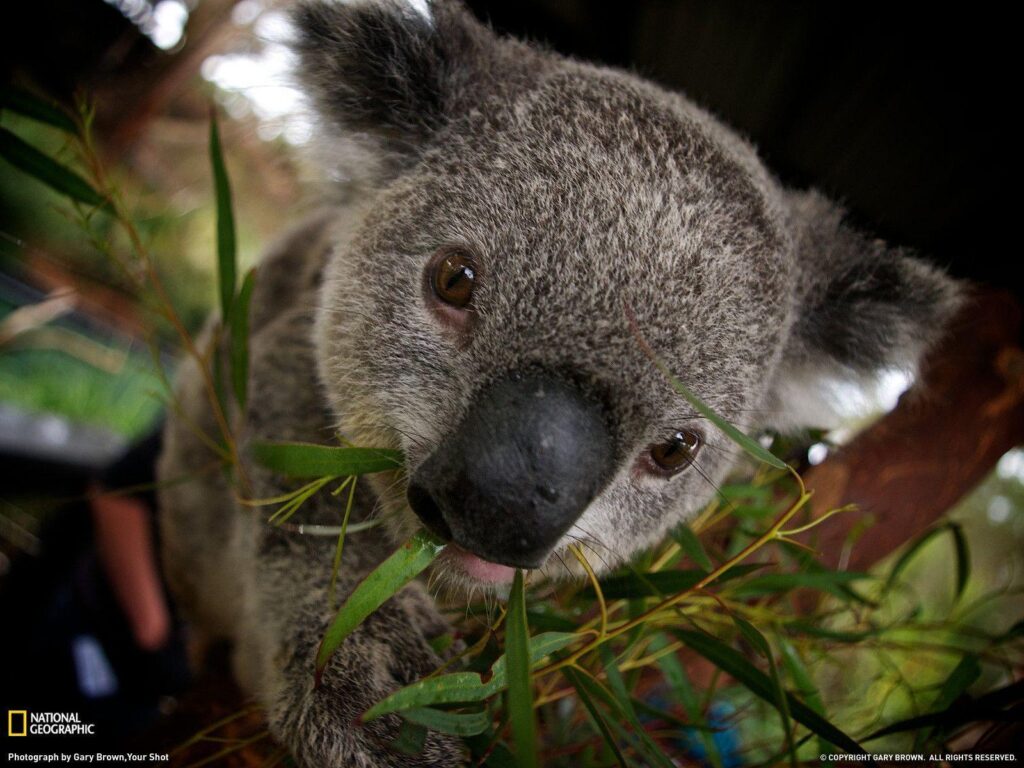 Koala Picture – Animal Wallpapers
