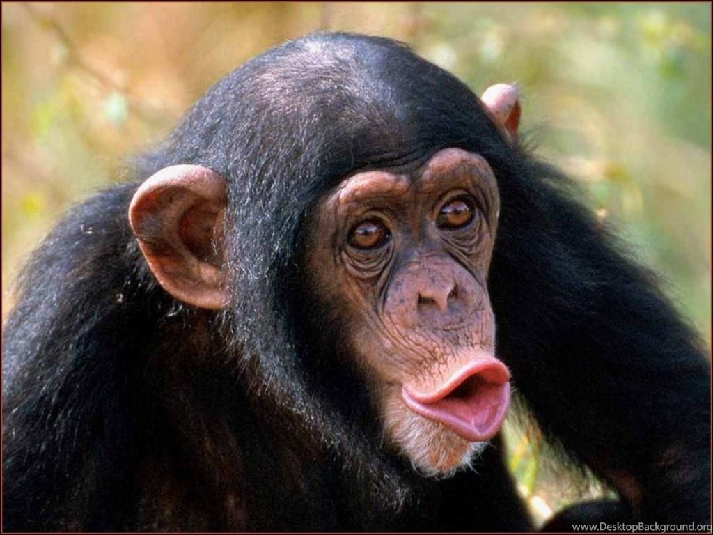 Chimpanzee 2K Wallpapers Wallpaper Pictures Photos Download