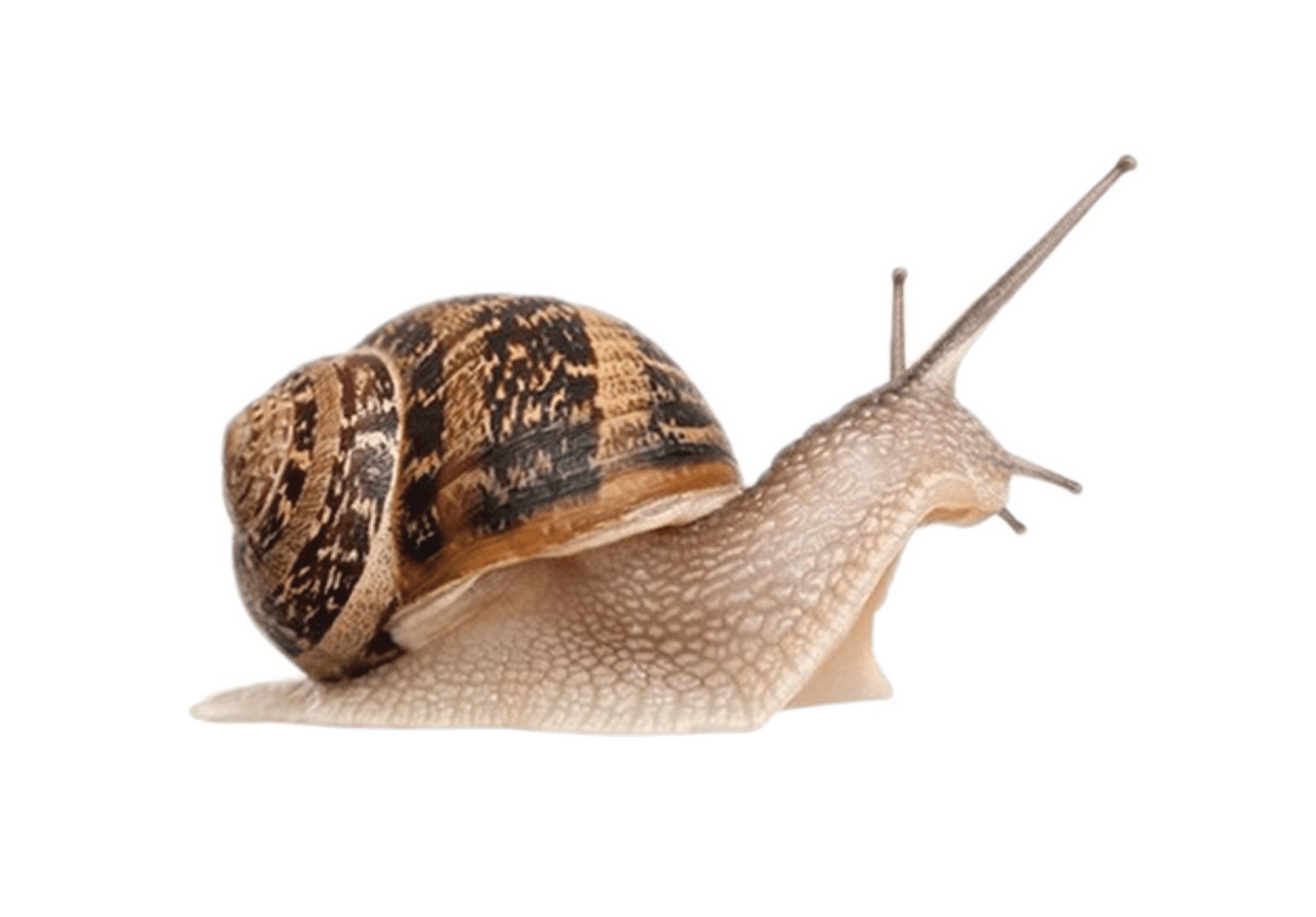 Most viewed Snail wallpapers